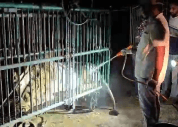गिर जंगल में संक्रामक वायरस से 7 शेरों की मौत, 17 क्वारंटाइन, CM ने बुलाई समीक्षा बैठक