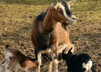 वाराणसी: दशकों पुरानी बेनिया बाग बकरी मंडी क्यों की गई सील? पूर्वांचल के व्यापारियों में आक्रोश