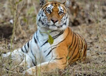 सरिस्का में गूंजी किलकारी, बाघिन ST-22 ने तीन शावकों को दिया जन्म, बाघों की संख्या हुई 55