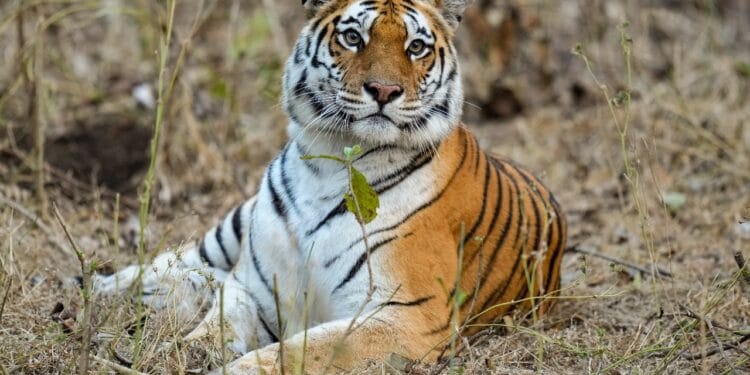 सरिस्का में गूंजी किलकारी, बाघिन ST-22 ने तीन शावकों को दिया जन्म, बाघों की संख्या हुई 55