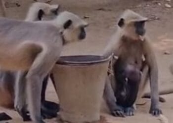 प्यास से तड़पते बंदरों का सहारा बना पान दुकानदार, भीषण गर्मी में ‘विहारी यादव’ ने पेश की अनोखी मिसाल