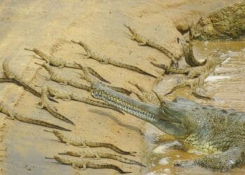 चंबल के रेतीले किनारों पर घड़ियालों का कुनबा बढ़ा, 600 अंडों से निकलने लगे बच्चे; सुरक्षा का कड़ा पहरा