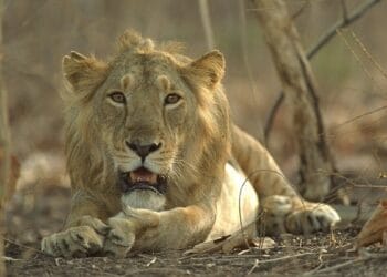 गुजरात में संक्रामक वायरस से 8 शेरों की मौत, गिर क्षेत्र में अलर्ट, विशेषज्ञ डॉक्टरों की टीम तैनात