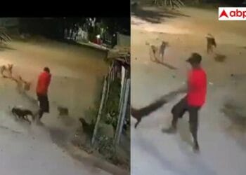 डरा हुआ है कुत्ता समाज… शख्स पर भौंकना पड़ा भारी, बदला ऐसा कि महीनों आएंगे चक्कर