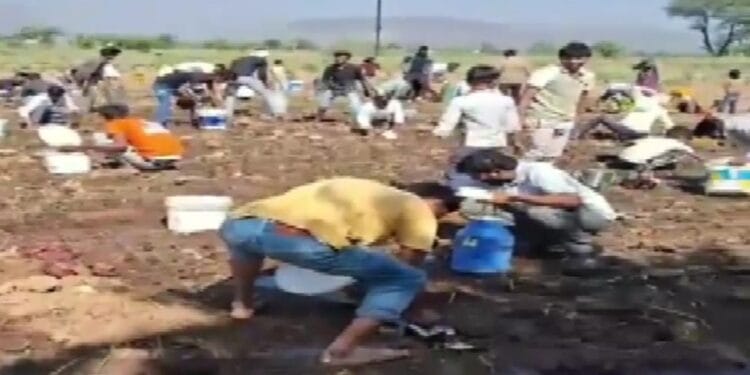 सरसों के तेल से भरा टैंकर हाइवे किनारे पलटा, बाल्टी-डिब्बे लेकर खेतों में कूद पड़े लोग