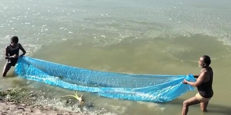 तालाब बना मौत का कुंड! भीषण गर्मी से हजारों मछलियों की मौत, बदबू और बीमारी के डर से सहमे लोग