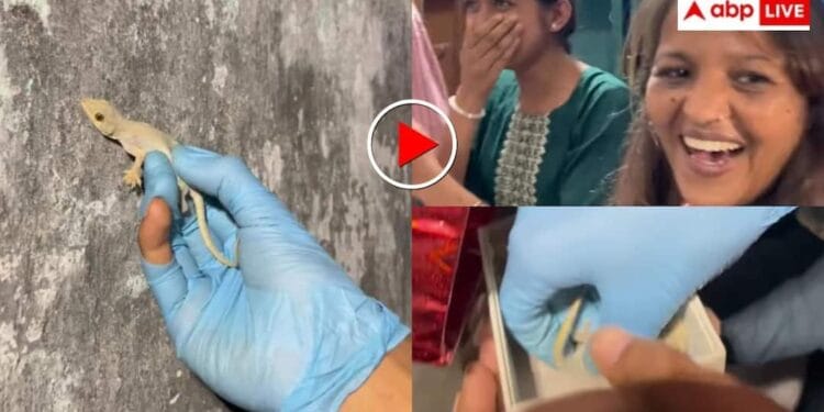 ‘मिनी हार्ट अटैक दे दिया’ बॉक्स में बंद कर जिंदा छिपकली कर दी गिफ्ट, खुलते ही मचा हाहाकार