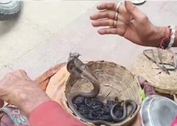 गले में लपेटा जहरीला नाग और फिर… महोबा में तड़पते मरीज के साथ जब इमरजेंसी वार्ड पहुंचा ‘जहरीला कोबरा’