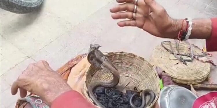 गले में लपेटा जहरीला नाग और फिर… महोबा में तड़पते मरीज के साथ जब इमरजेंसी वार्ड पहुंचा ‘जहरीला कोबरा’