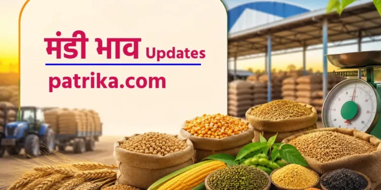 MP Mandi Rates Today: मानसून से पहले मंडियों में तेजी, खसखस, कलौंजी और लहसुन के भाव चौंकाने वाले