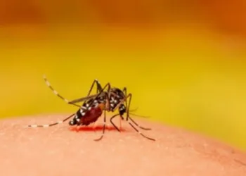 मच्छरों का खात्मा करेंगे ‘विशेष’ मच्छर: गूगल करेगी अमेरिका इतिहास का सबसे बड़ा प्रयोग