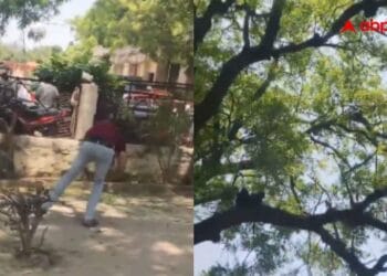 2 लाख कैश से भरा बैग छीनकर पेड़ पर चढ़ा बंदर, कर दी नोटों की बारिश; वीडियो वायरल