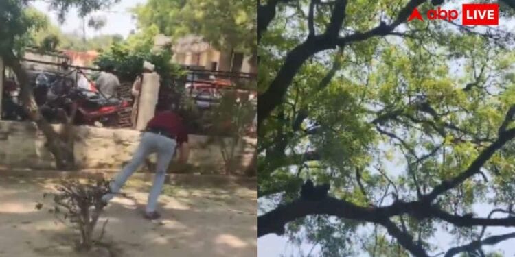 2 लाख कैश से भरा बैग छीनकर पेड़ पर चढ़ा बंदर, कर दी नोटों की बारिश; वीडियो वायरल