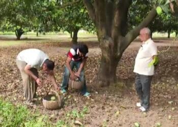 सहारनपुर में आंधी-तूफान ने तोड़ी आम उत्पादकों की कमर, 60 फीसदी फसल हुई बरबाद