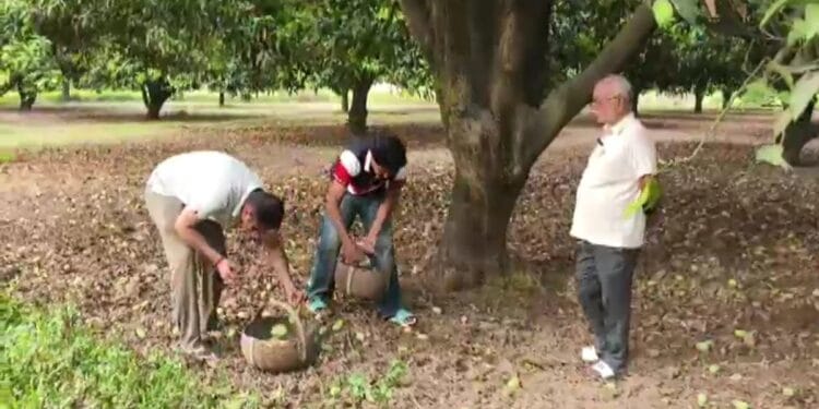 सहारनपुर में आंधी-तूफान ने तोड़ी आम उत्पादकों की कमर, 60 फीसदी फसल हुई बरबाद