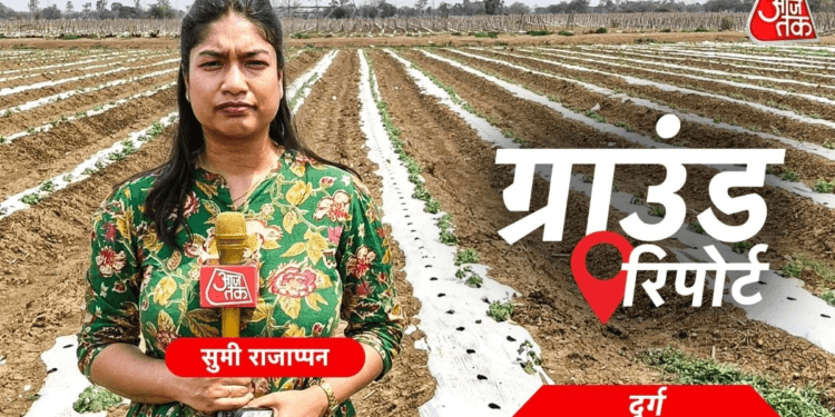 ग्राउंड रिपोर्ट: वैश्विक तनाव और मौसम की मार से टूटे छत्तीसगढ़ के किसान, मजबूरी में उखाड़ रहे अपनी ही फसलें