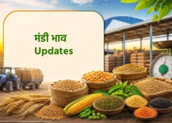 MP Mandi Bhav: मध्यप्रदेश की मंडियों के ताजा भाव जारी, यह है अपडेट