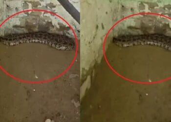 कोटा चिड़ियाघर से आई खुशखबरी! 9 साल बाद अजगर ने दिए 18 अंडे