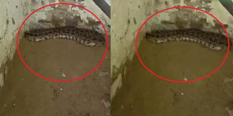 कोटा चिड़ियाघर से आई खुशखबरी! 9 साल बाद अजगर ने दिए 18 अंडे