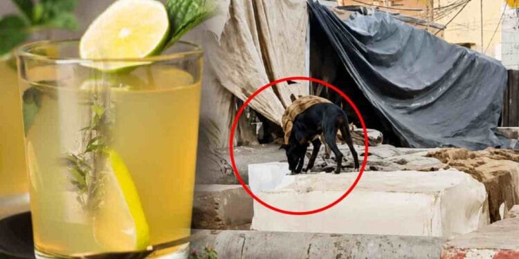 भोपाल में बर्फ चाट रहे कुत्ते का वीडियो वायरल, निगम ने सिल्ली नाले में फिंकवाई, जुर्माना
