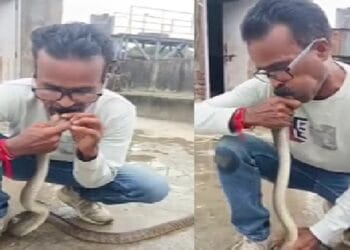 VIDEO: शख्स ने इंसान नहीं, जहरीले सांप को दी जिंदगी, मुंह से CPR देकर बचाई जान